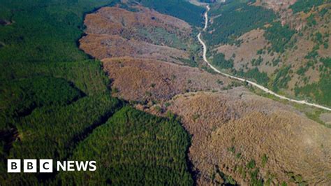 what are the forest in china suffering from